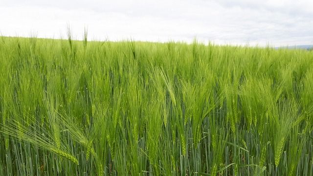 агро новини - 48106 възможности